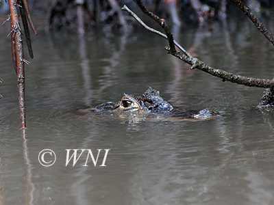 Spectacled Caiman (Caiman crocodilus)